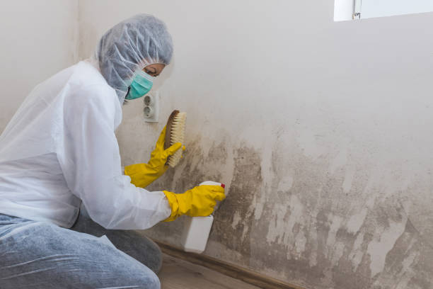 Best Mold Remediation  in Jessup, MD