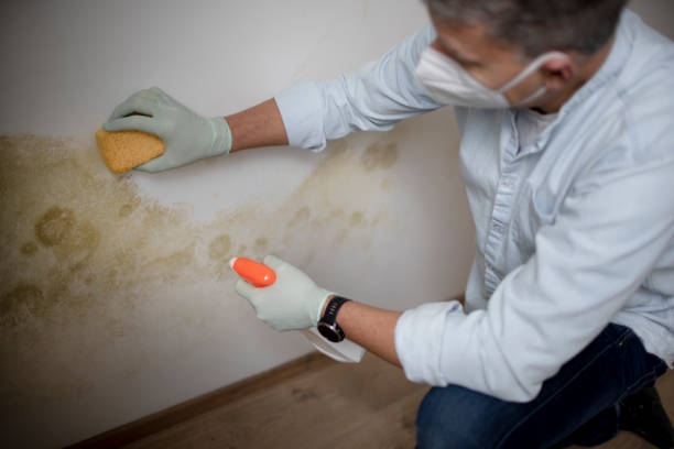 Best Professional Mold Removal  in Jessup, MD
