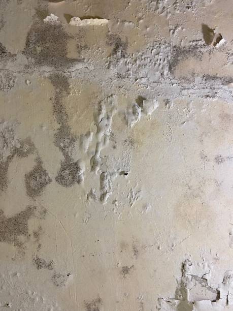 Best Black Mold Removal  in Jessup, MD