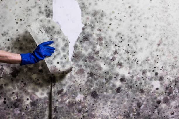 Best Affordable Mold Removal  in Jessup, MD