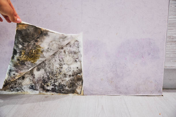 Best Water Damage Restoration  in Jessup, MD